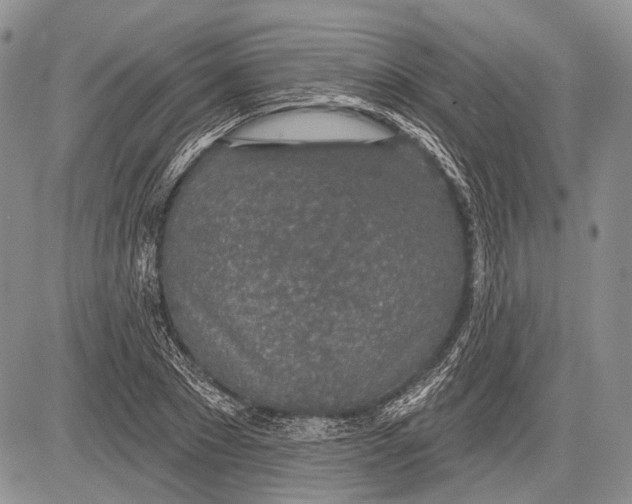 X0000081560881200702051146