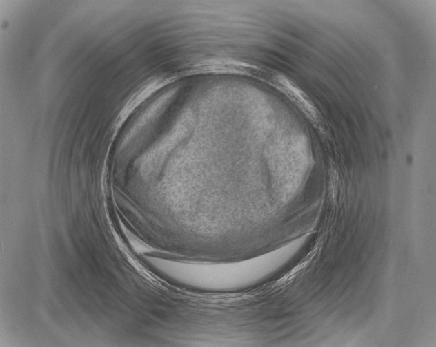 X0000081560893200702051146