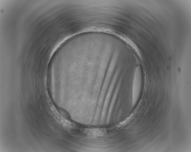 X0000081560896200702051146