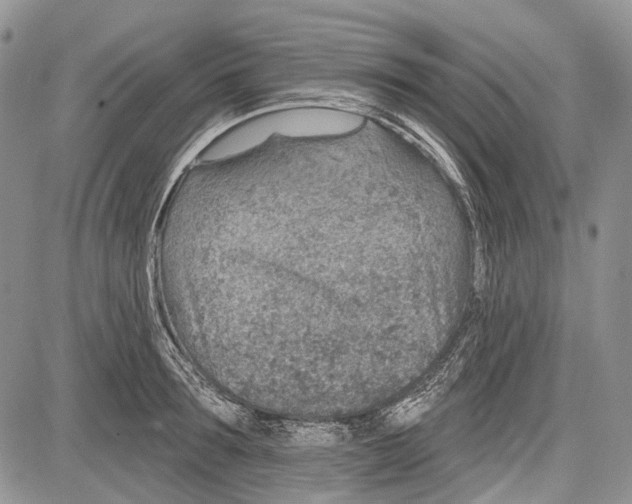 X0000081560899200702051146