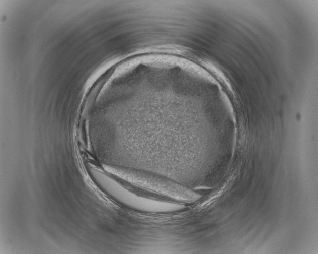 X0000081560952200702051146