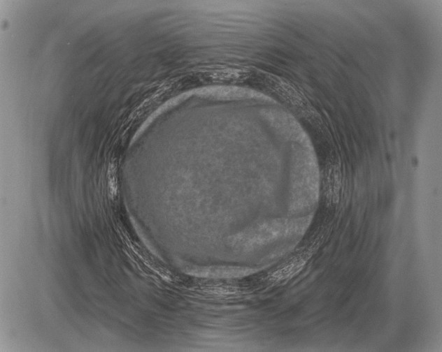 X0000081560962200702051145