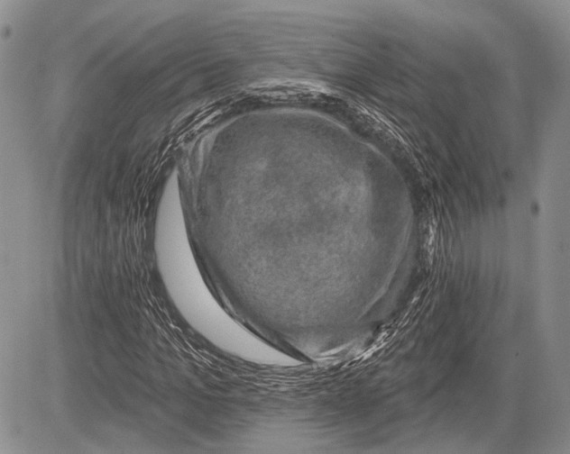 X0000081560965200702051145