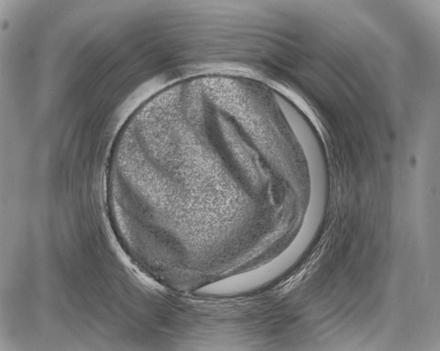 X0000081560999200702051144