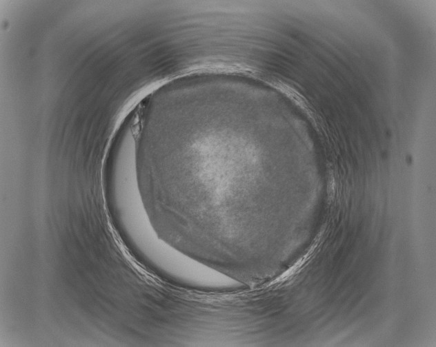 X0000081561030200702051144