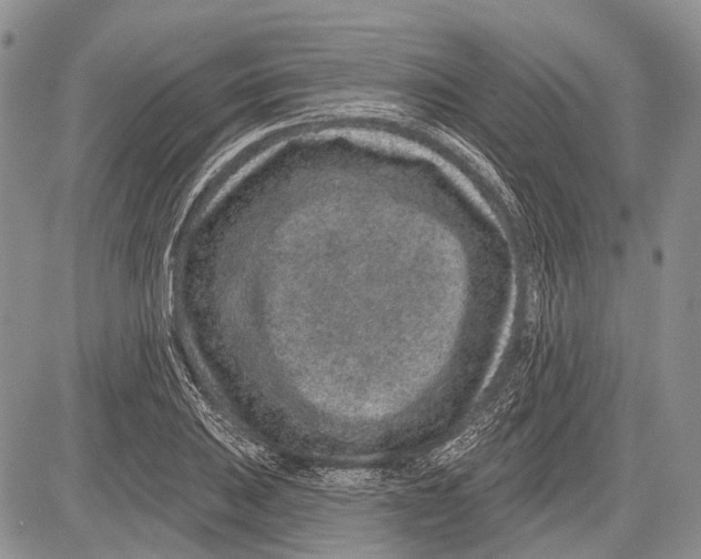 X0000081561031200702051144