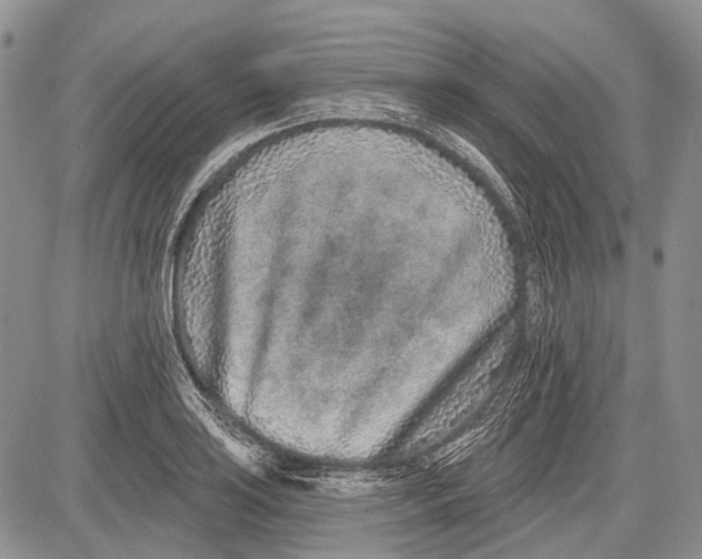 X0000081561035200702051144