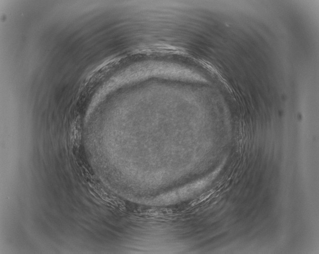 X0000081561063200702051143