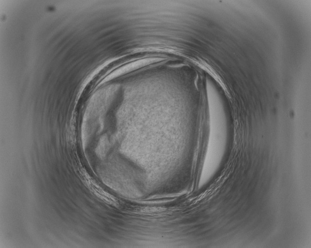 X0000081561068200702051143