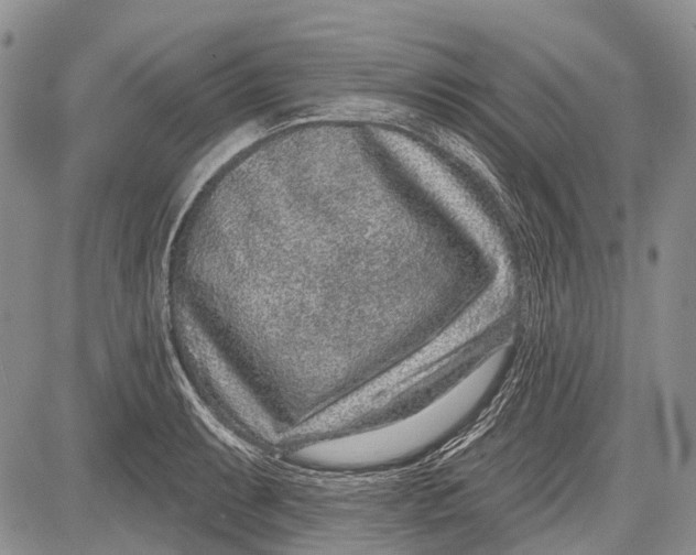 X0000081561087200702051143