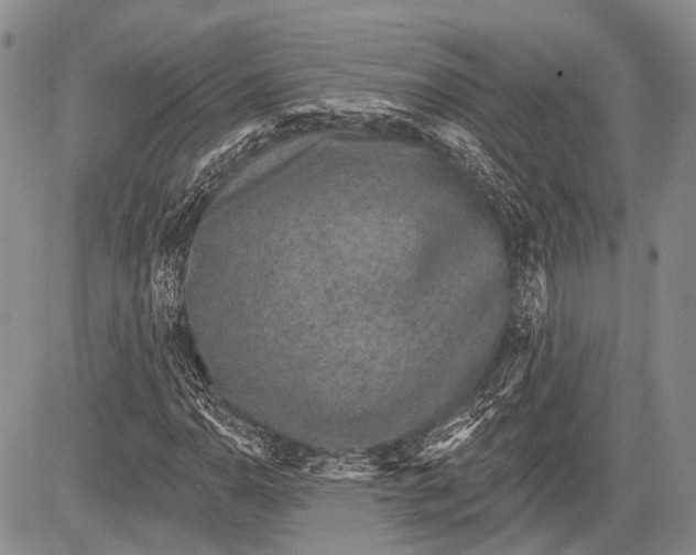 X0000081561110200702051142