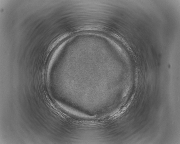 X0000081561121200702051142