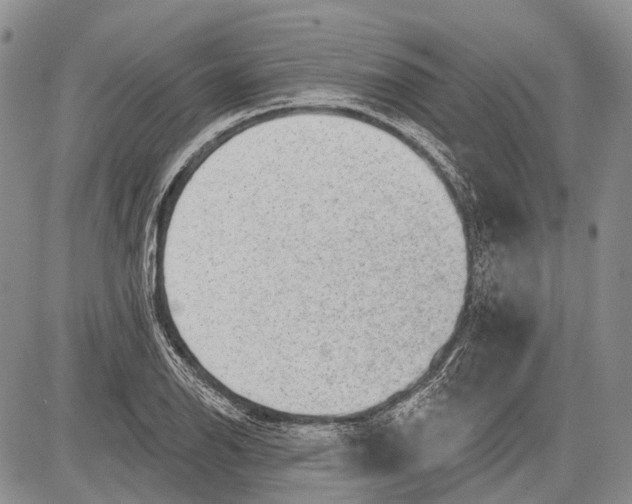 X0000081561126200702051142