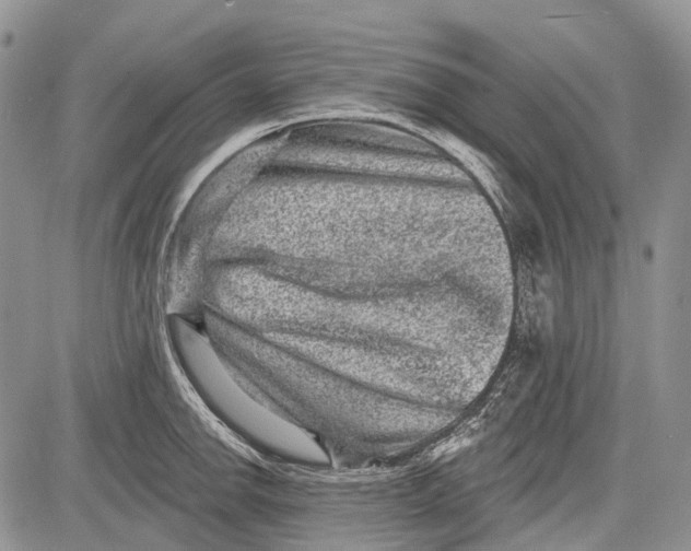 X0000081561142200702051143