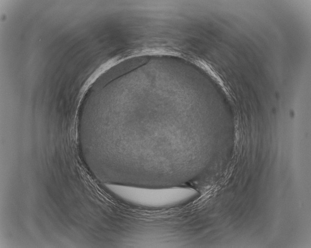 X0000081561173200702051142