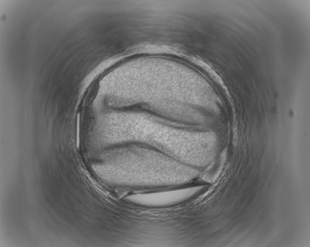 X0000081561175200702051142