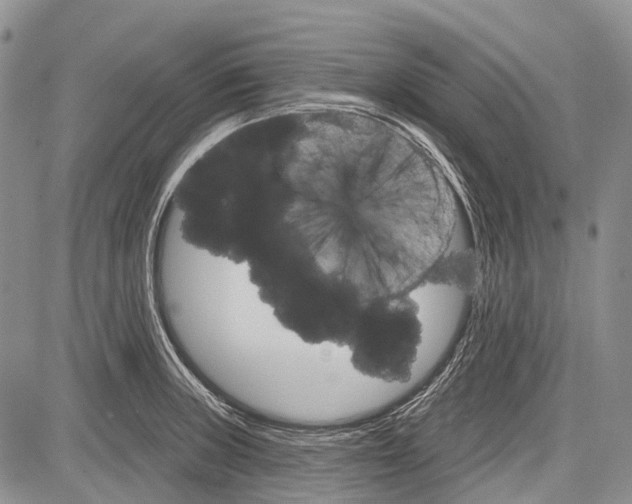 X0000081561235200702051141