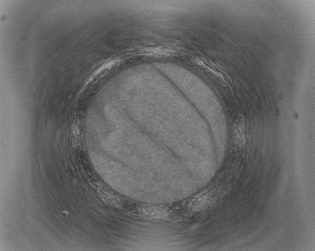 X0000081561254200702051140