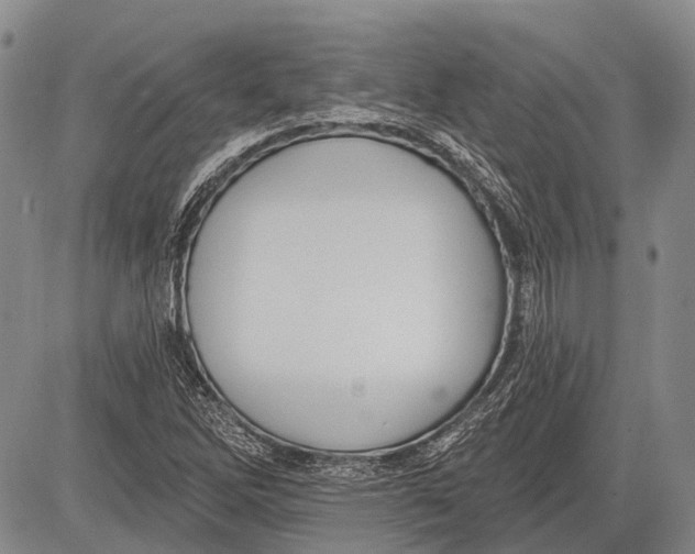 X0000081561262200702051140