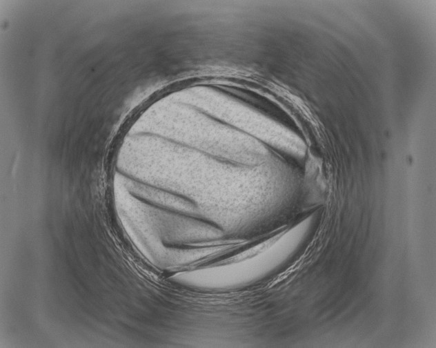 X0000081561264200702051140