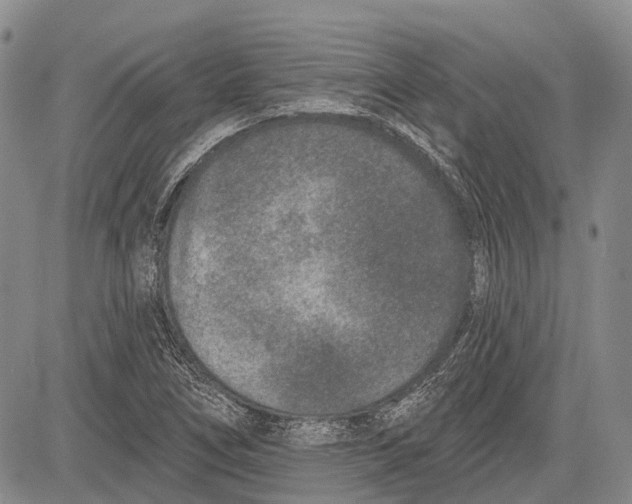 X0000081561266200702051140