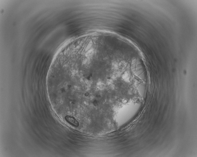 X0000081561283200702051140