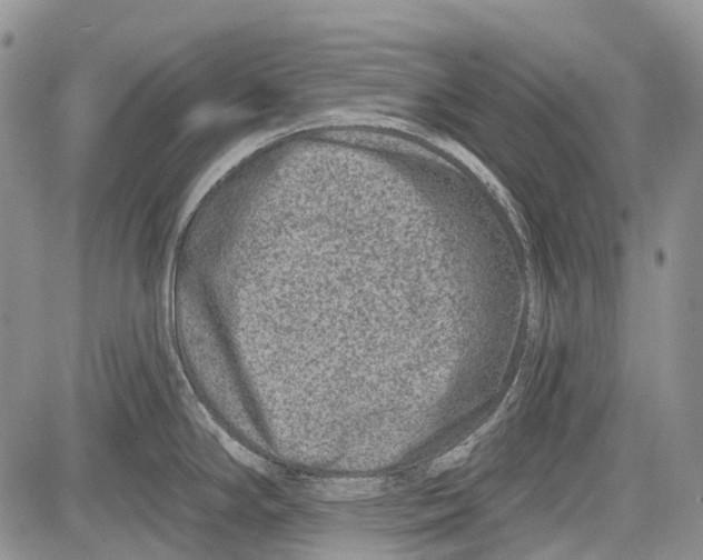 X0000081561294200702051140