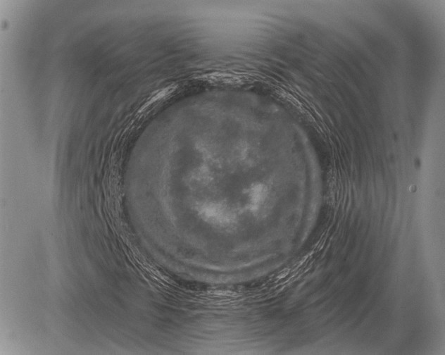 X0000081561297200702051139