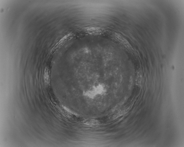 X0000081561298200702051139