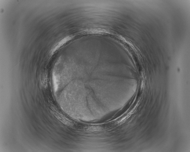 X0000081561306200702051139