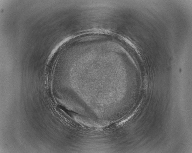 X0000081561310200702051139