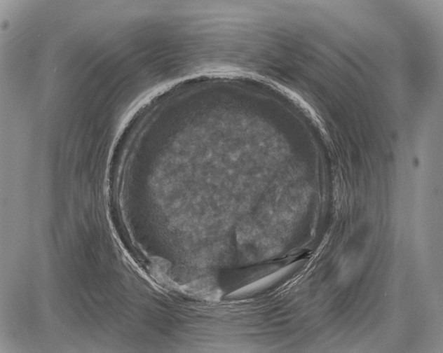 X0000081561327200702051139