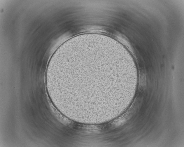 X0000081561338200702051140