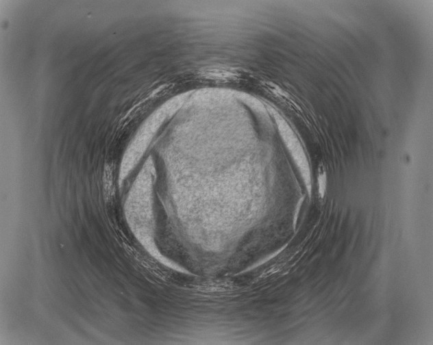 X0000081561347200702051139