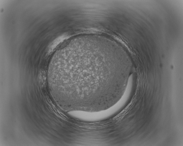 X0000081561355200702051139