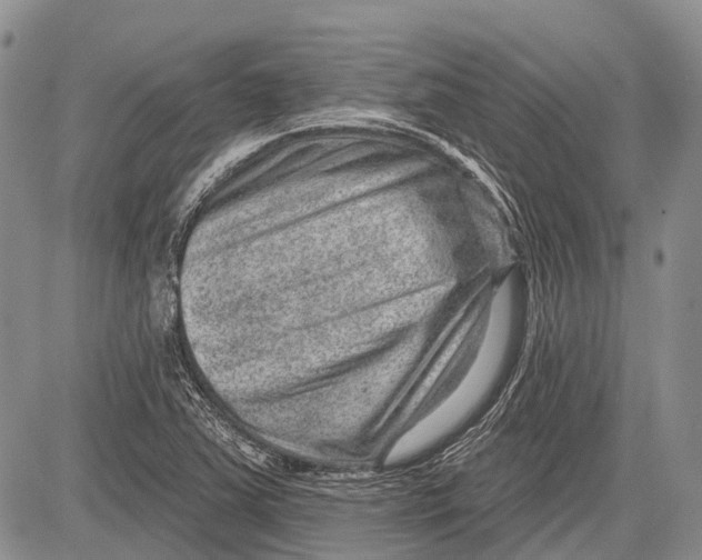 X0000081561363200702051139