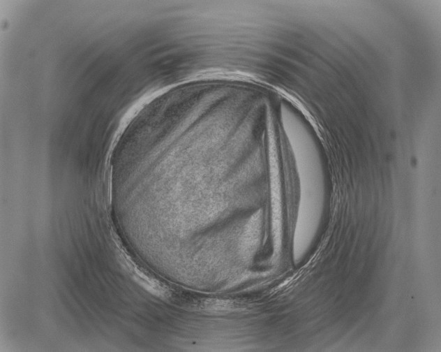 X0000081561371200702051138