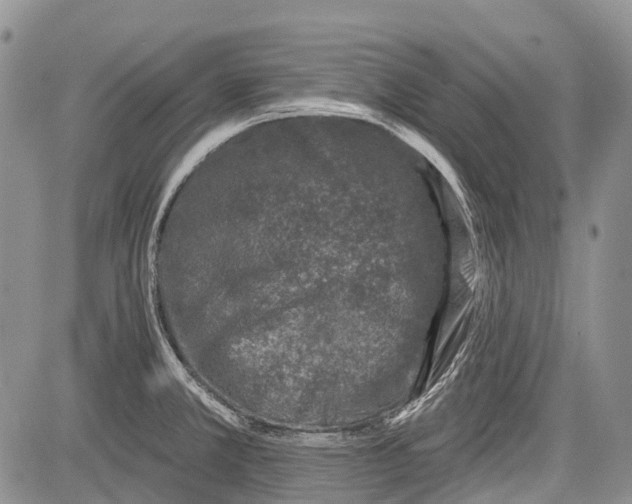 X0000081561381200702051138