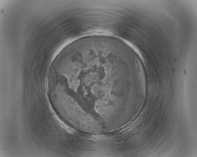 X0000081561383200702051138