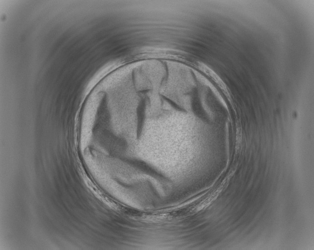 X0000081561386200702051138