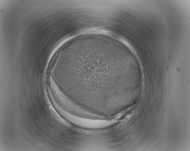 X0000081561392200702051138