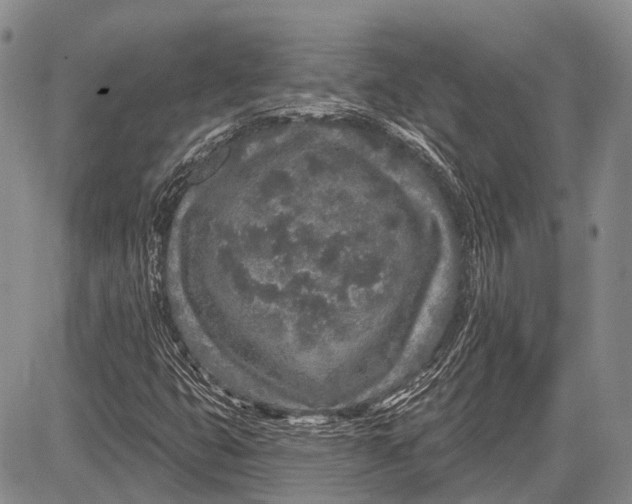 X0000081561399200702051137