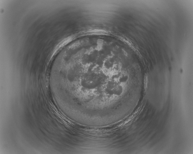 X0000081561405200702051137