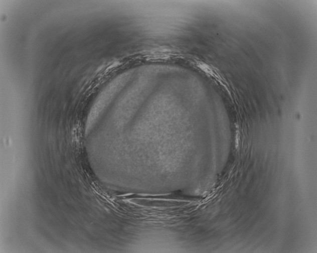 X0000081561445200702051137