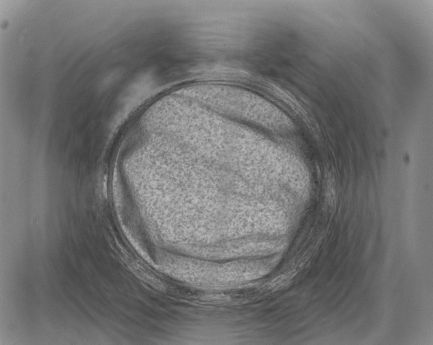 X0000081561462200702051137