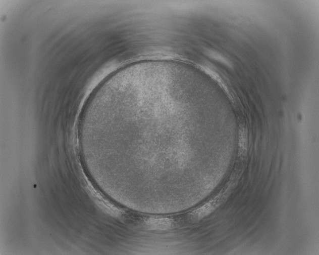 X0000081561466200702051137