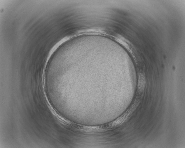 X0000081561474200702051137