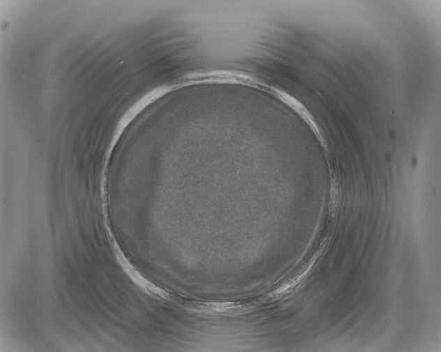 X0000081561482200702051137