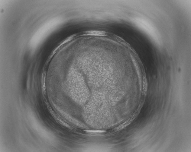 X0000081561487200702051137