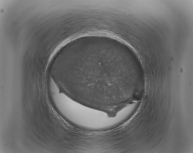 X0000081561506200702051136